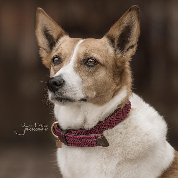 Smycz dla psa z plecionej nylonu Kentucky