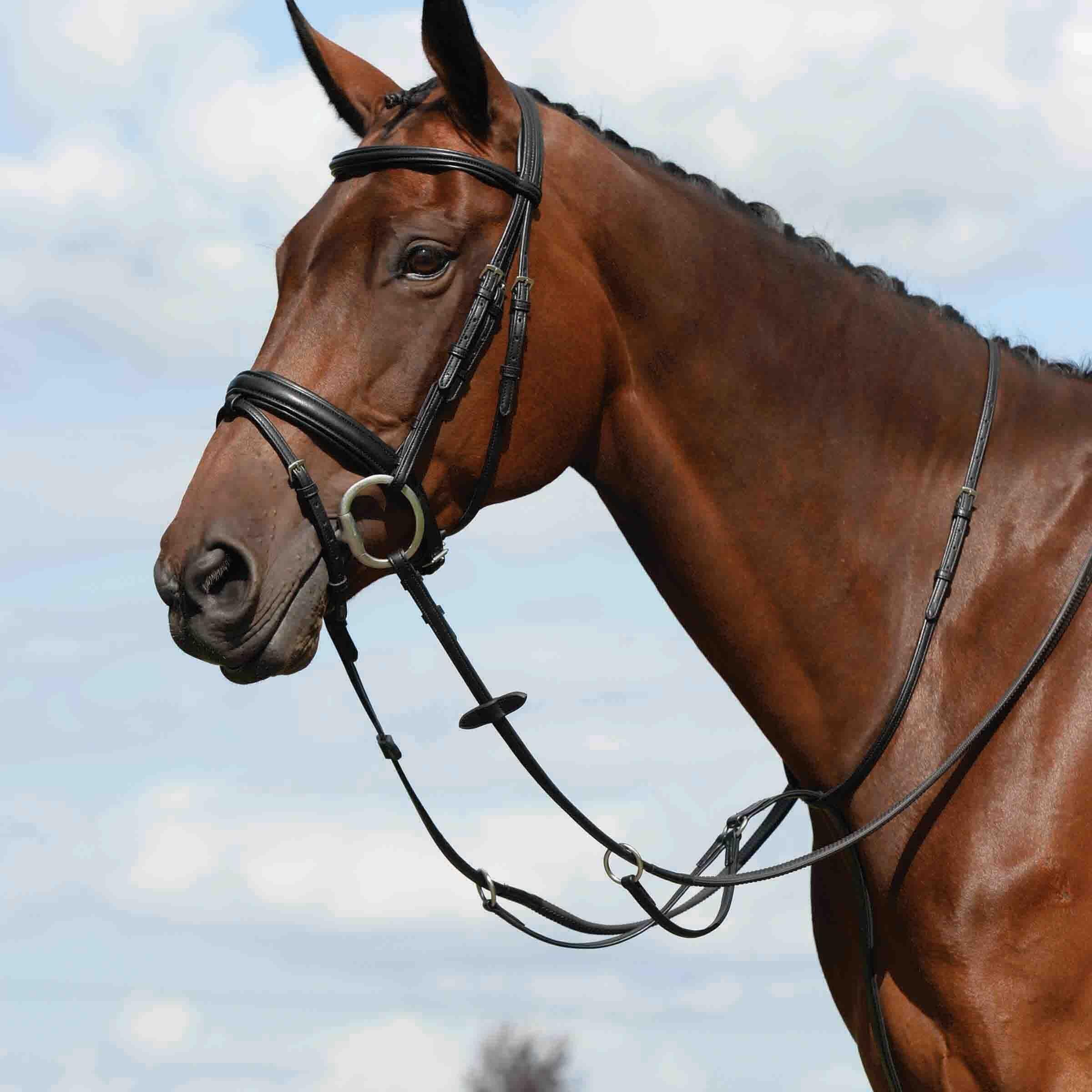 Zwykły płaski martingale dla koni Weatherbeeta Collegiate Syntovia+