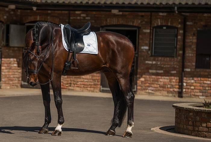 Mata ujeżdżeniowa dla koni Equestrian Stockholm