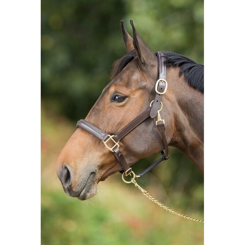Halter skórzany dla koni z podszewką HFI Raised