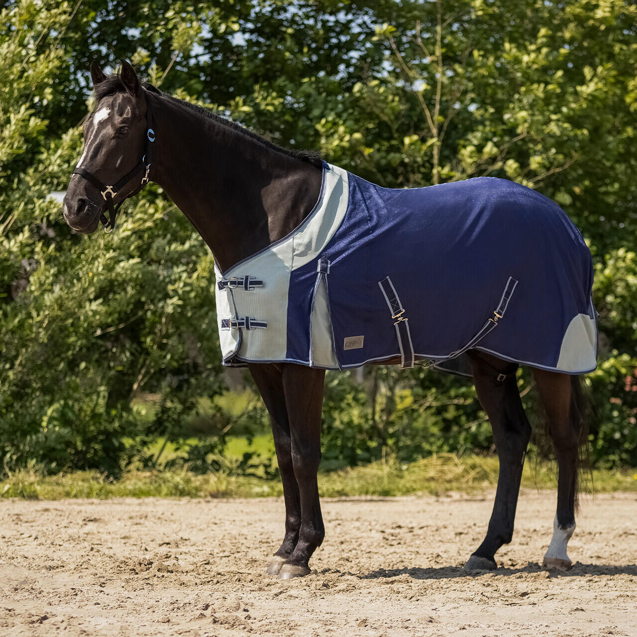 QHP Vliegendeken - Blauw