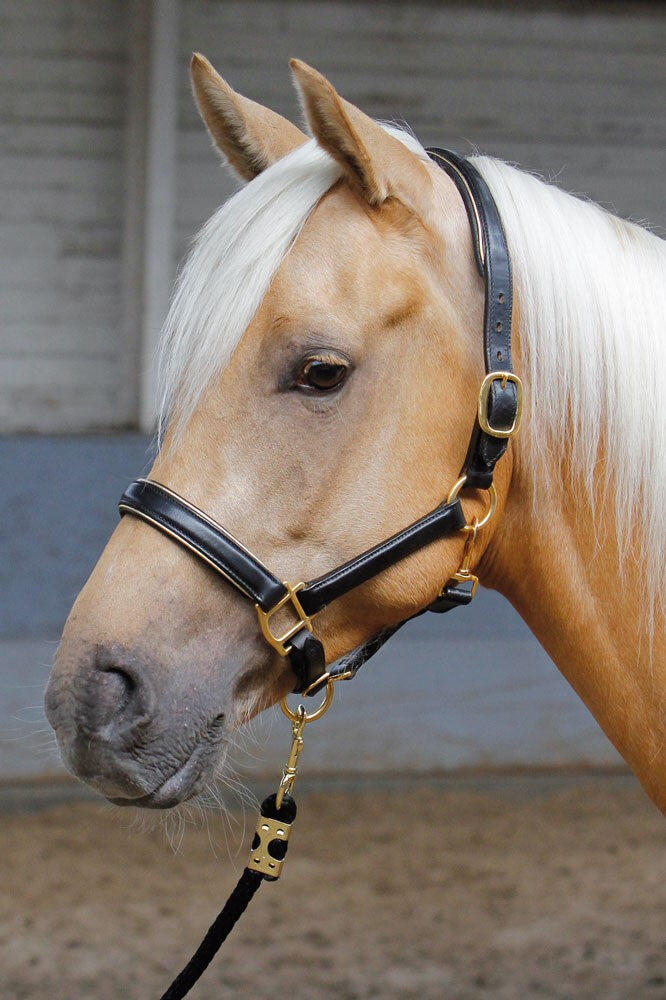 Skórzana haltera dla koni z wypustkami Harry's Horse