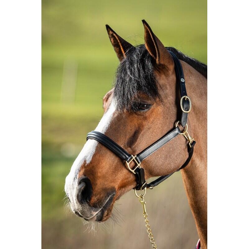 Halter skórzany dla koni z podszewką HFI Raised