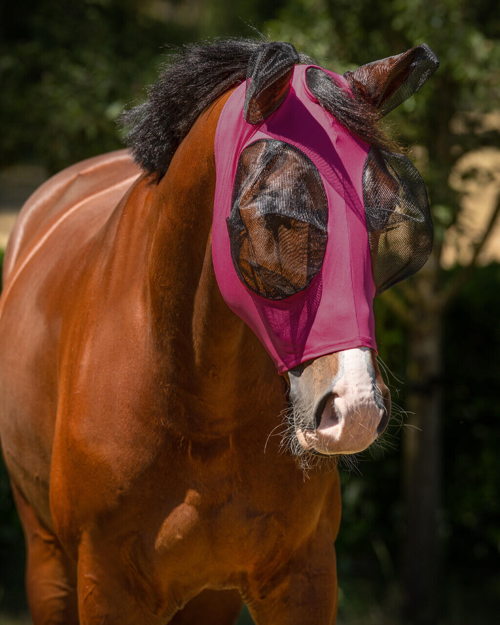QHP Vliegenkap Super bug - Roze (Shetland)