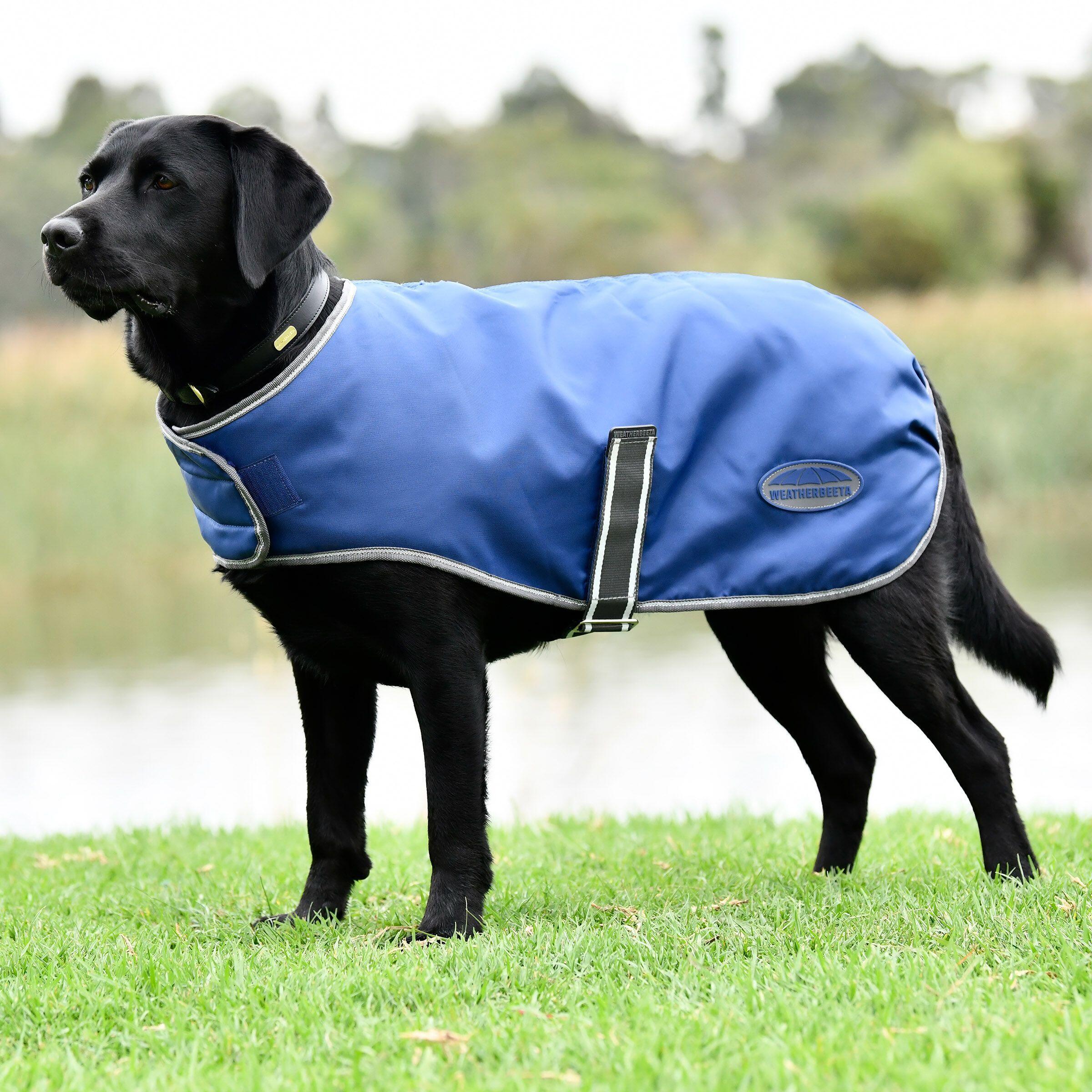 Sierść psa Weatherbeeta ComFiTec Windbreaker Free