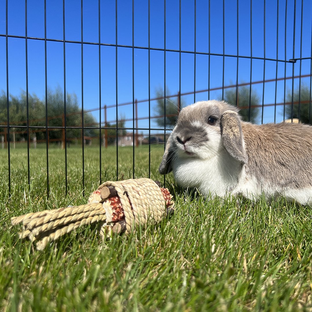 Duvo+ DUVO+ ZABAWKA DLA GRYZONI PLECIONKA Z KUKURYDZĄ I HIACYNTEM 16x4,7x4,7cm