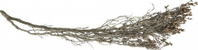 Terra Natura Korzeń Podwodny 20-30 cm