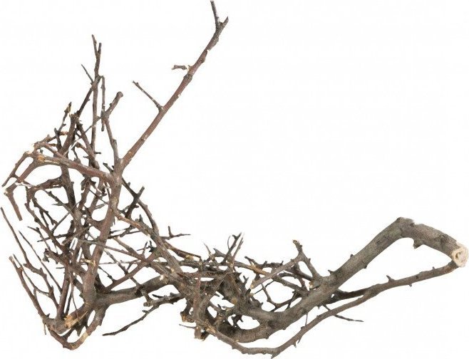 Terra Natura Korzeń Japoński Czarny S,10-15 cm