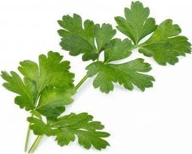 Veritable Véritable Lingot Włoska pietruszka - BIO*