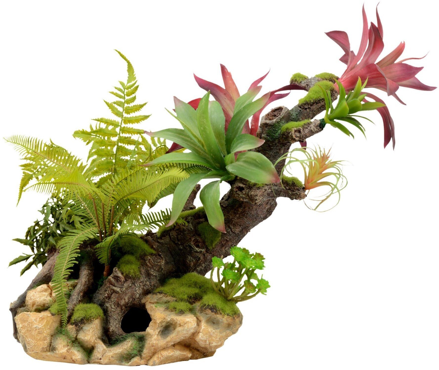 Terra Natura Kompozycja roślinna do terrarium 56cm