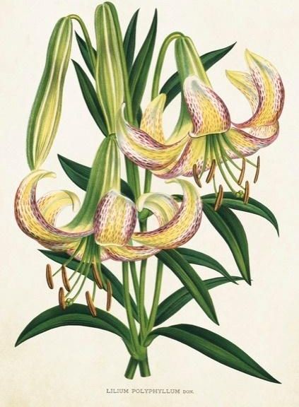 Skona Ting Karnet ST359 B6 + koperta Lilia