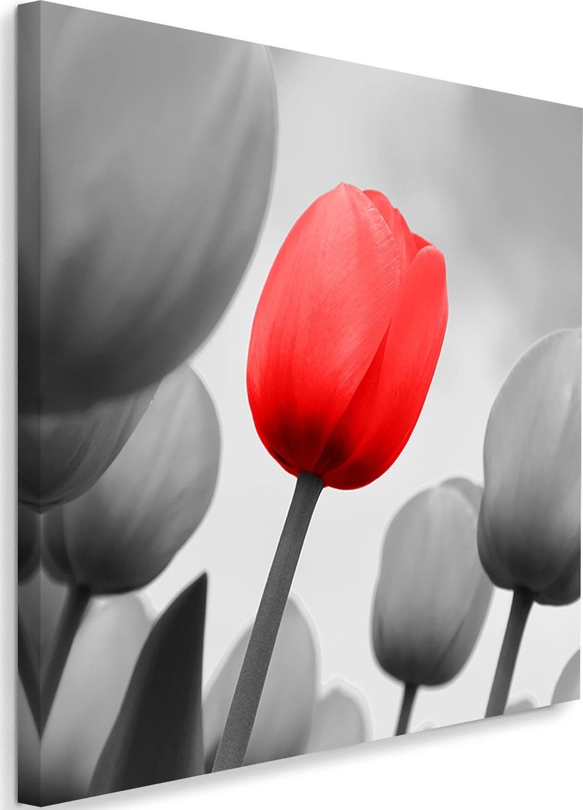 Фото - Картина Feeby Obraz na płótnie - Canvas, Czerwony tulipan w szarości 50x50