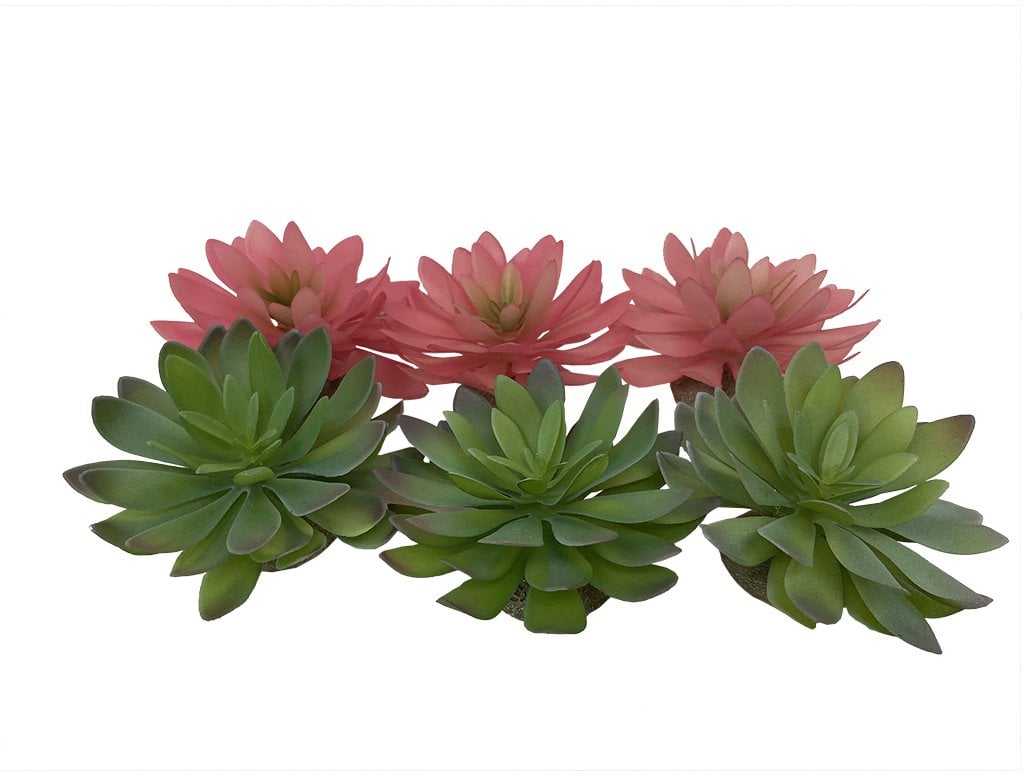 Terra Natura Sukulent Echeveria 2, ozdoba do terrarium, mieszanka kolorów, 14x12,5x9,2 cm