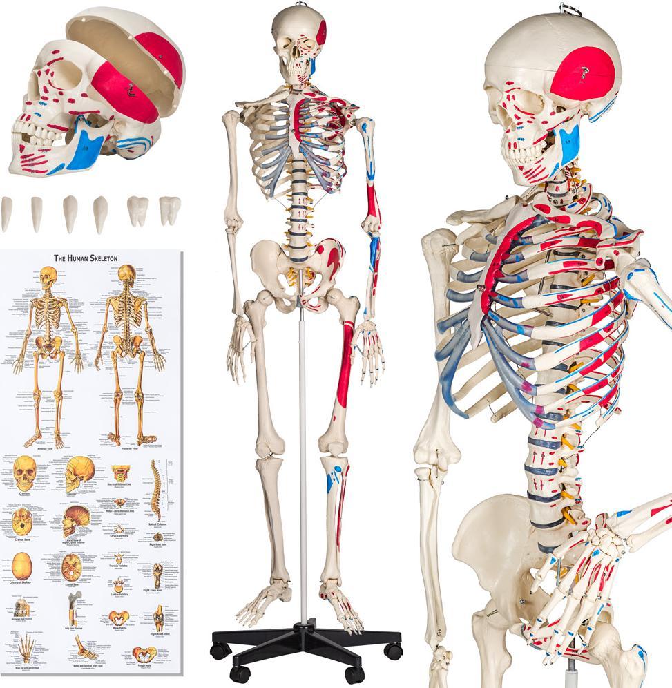 Фото - Розвивальна іграшка Tectake Szkielet Anatomiczny z Numeracją Mięśni 