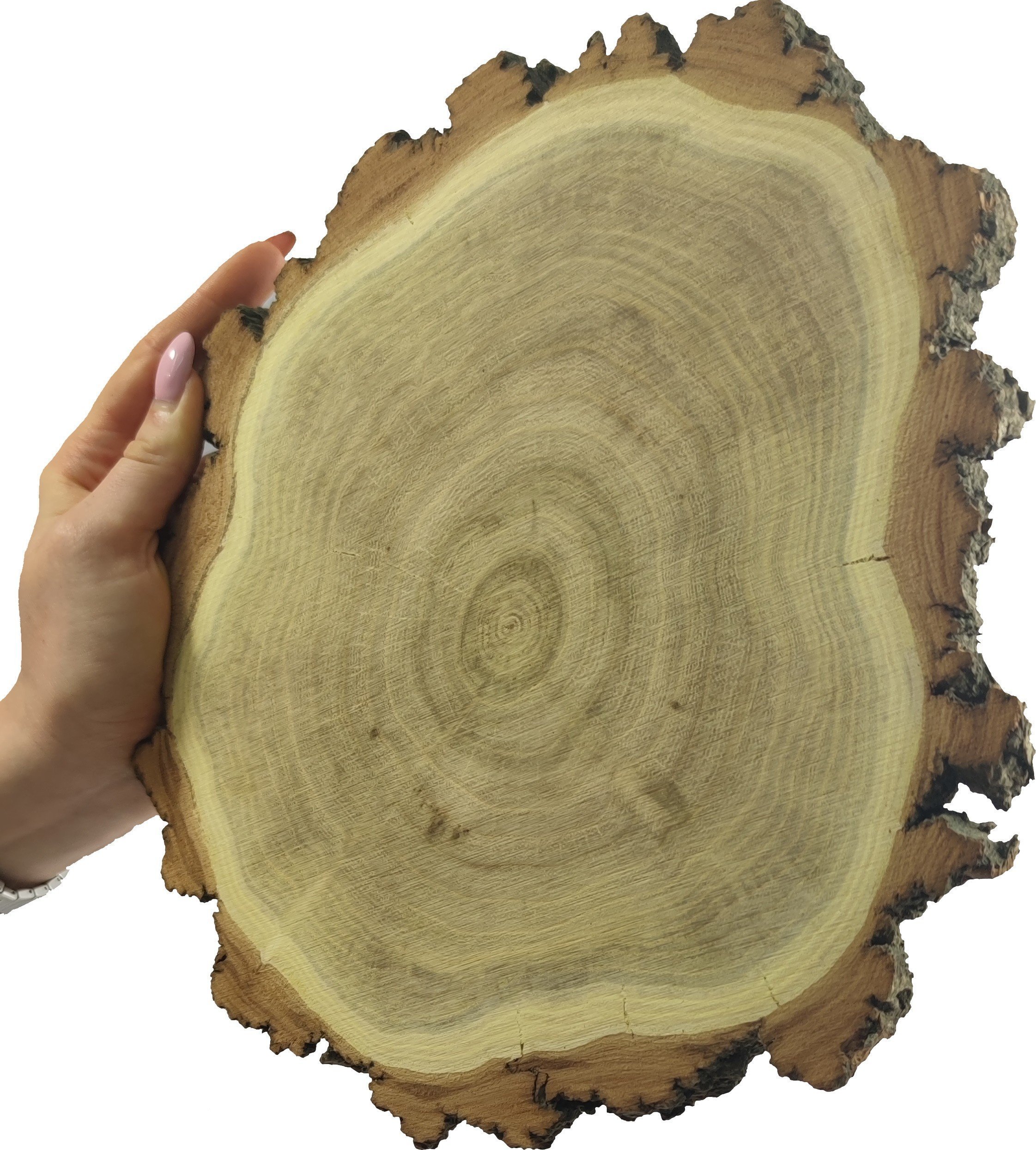 Wamar-Sosenka Plaster Akacji 20-25 cm gr. 2 cm Szlifowany z Korą Drewno akacjowe Surowy