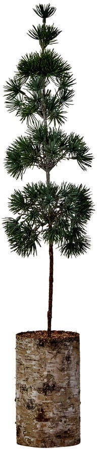 Choinka Pine 60 cm zielona