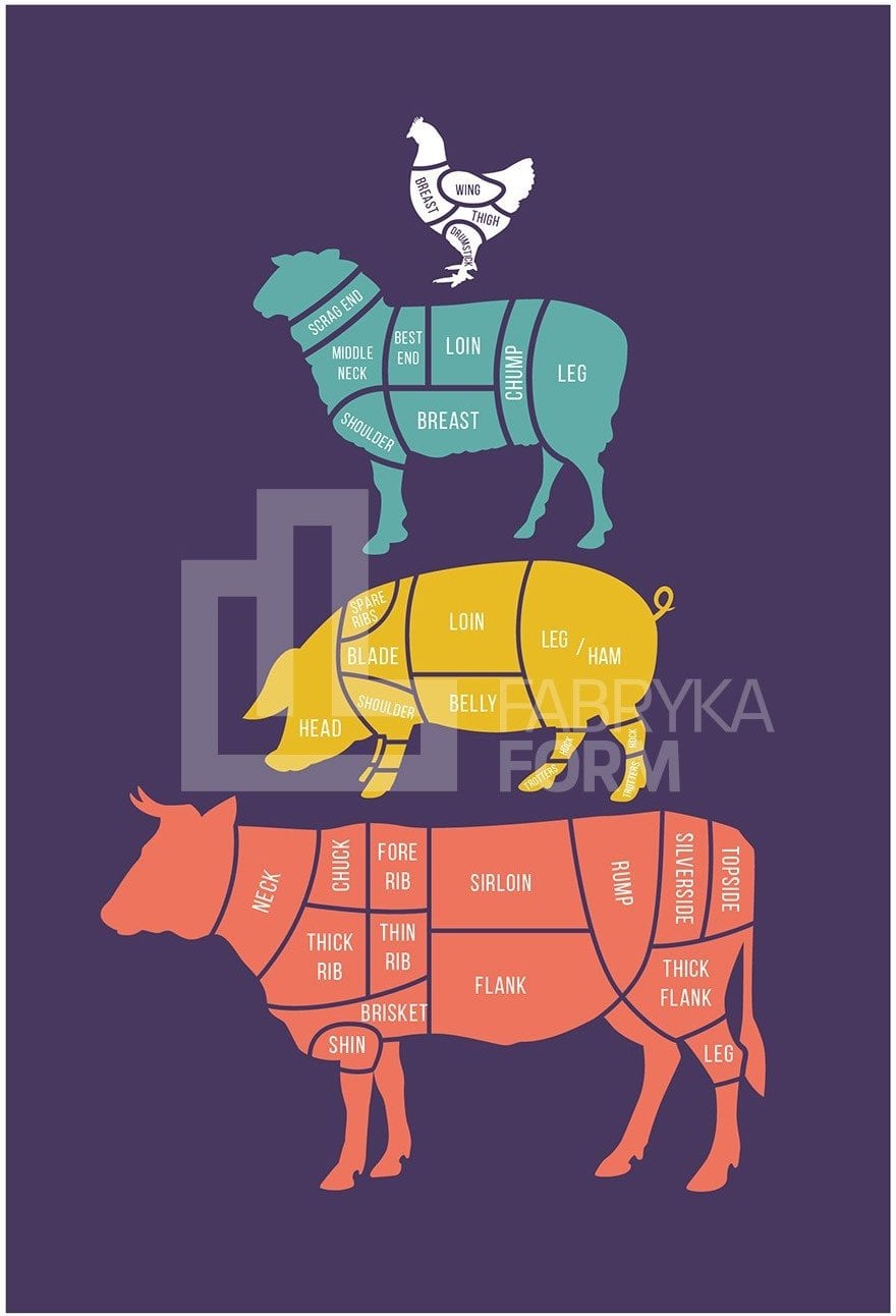 Plakat Meat Cuts 50 x 70 cm kolorowy