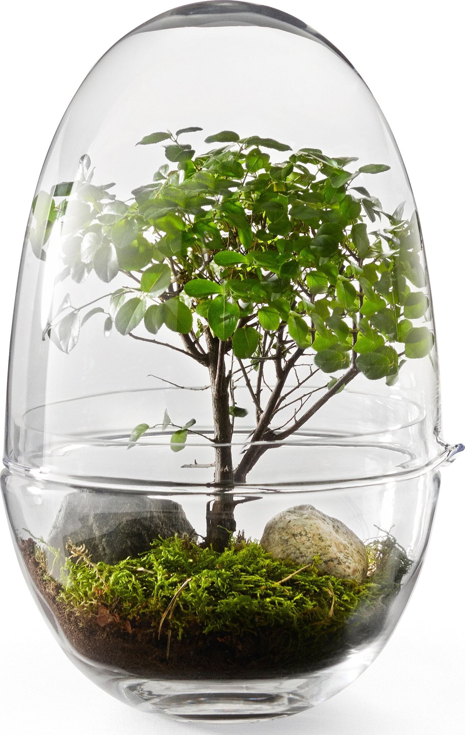 Szklarnia Grow L