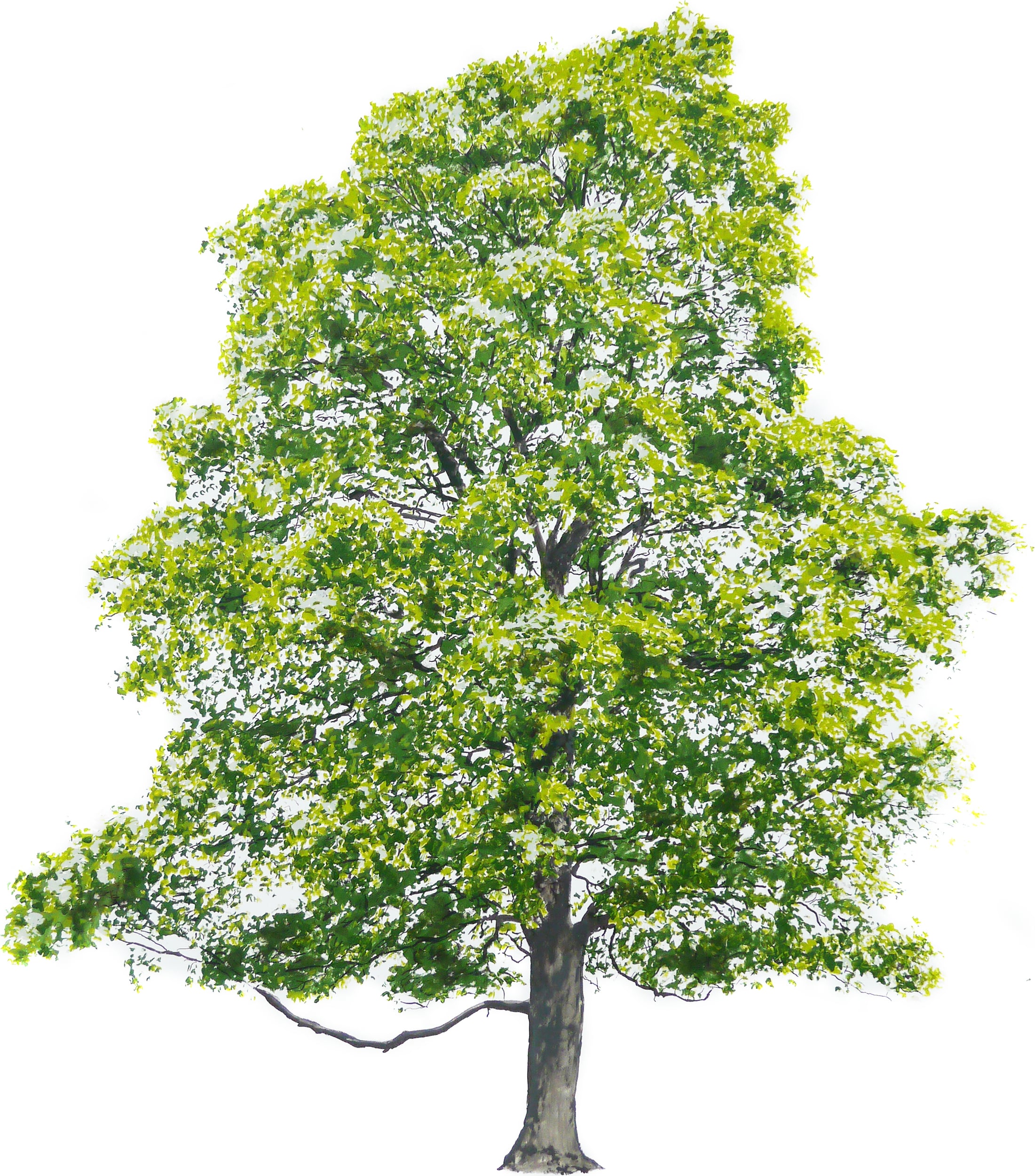 Plakat Tree Summer