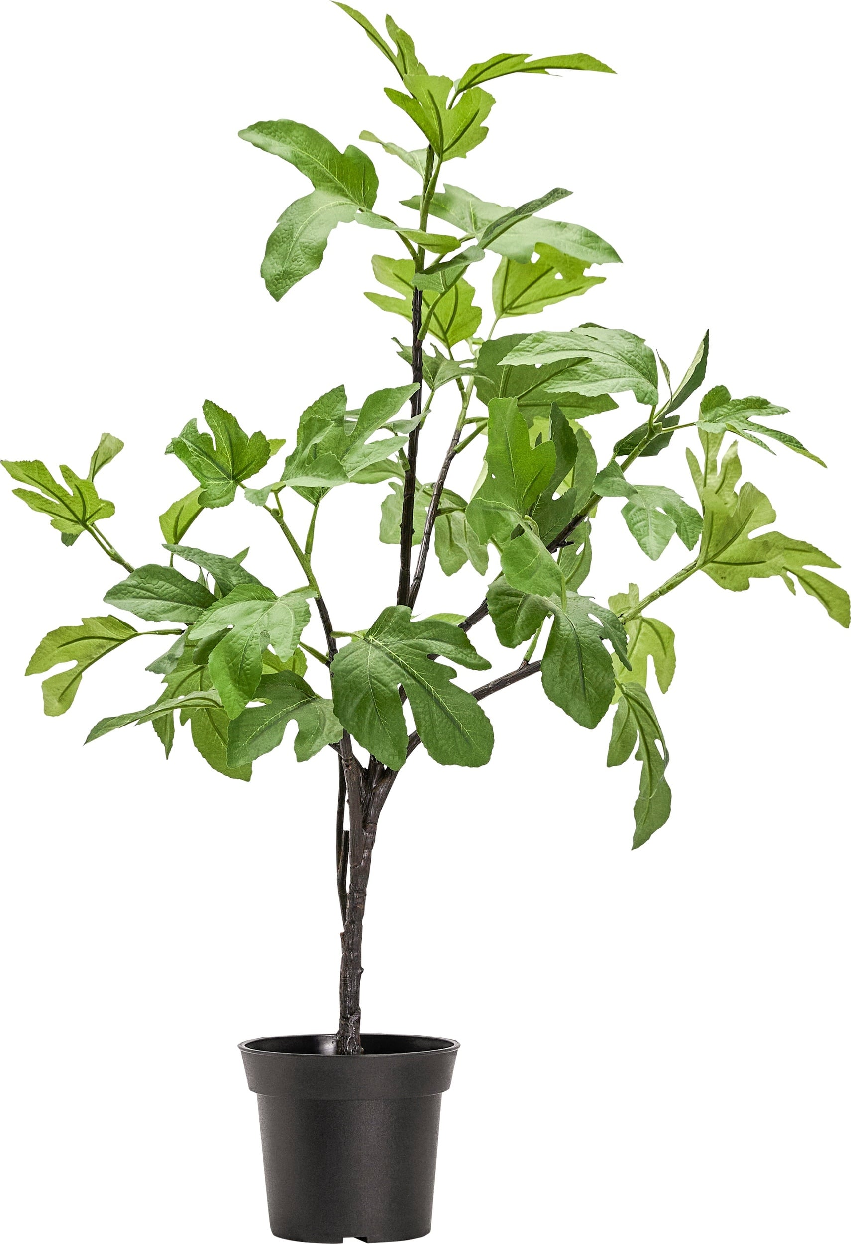 Roślina sztuczna Fig 81 cm